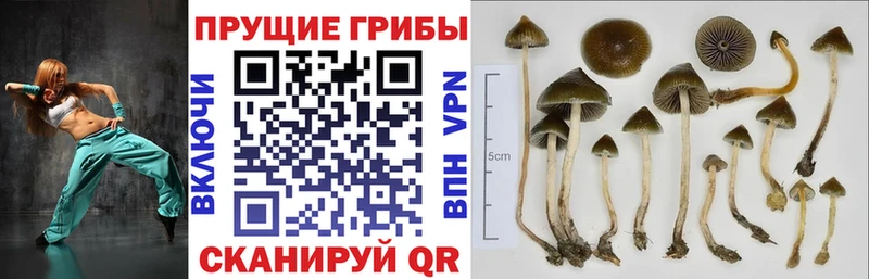 Псилоцибиновые грибы Psilocybine cubensis  Северская 